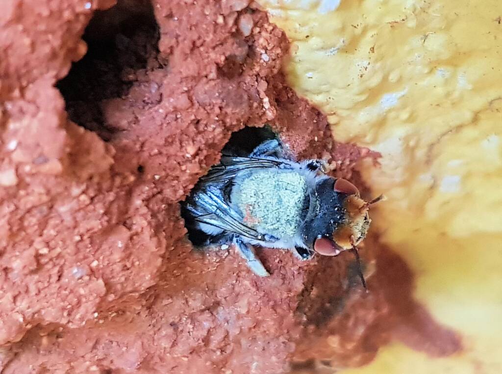 Red Eyes of the Golden-browed Resin Bee (Megachile aurifrons), Alice Springs, NT