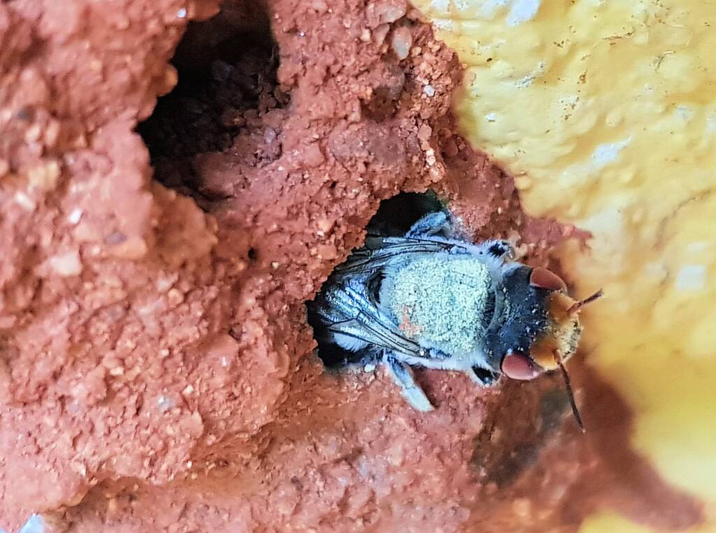 Red Eyes of the Golden-browed Resin Bee (Megachile aurifrons), Alice Springs, NT