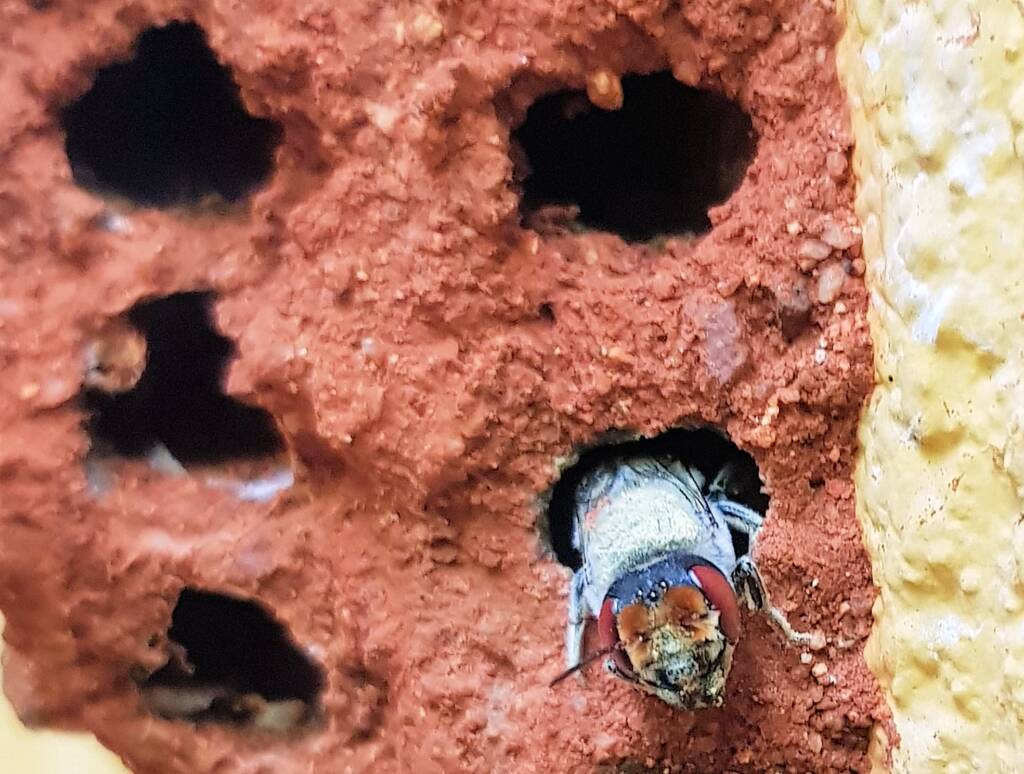 Red Eyes of the Golden-browed Resin Bee (Megachile aurifrons), Alice Springs, NT