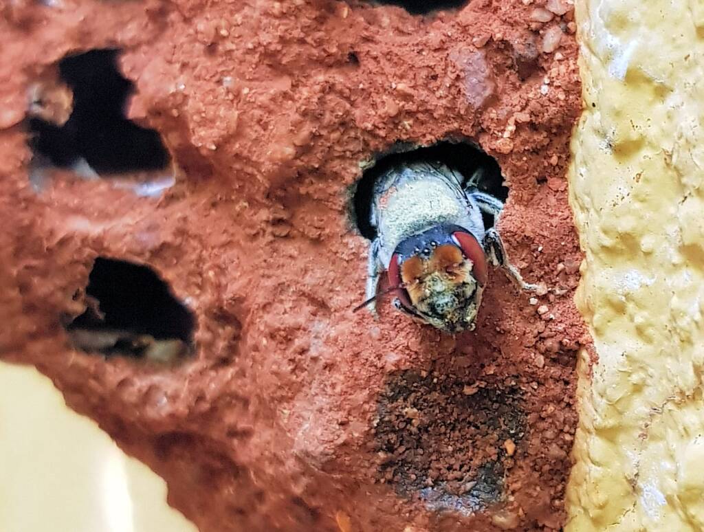 Red Eyes of the Golden-browed Resin Bee (Megachile aurifrons), Alice Springs, NT