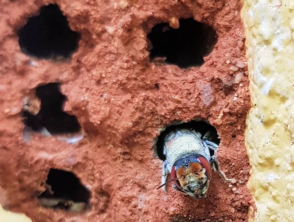 Red Eyes of the Golden-browed Resin Bee (Megachile aurifrons), Alice Springs, NT