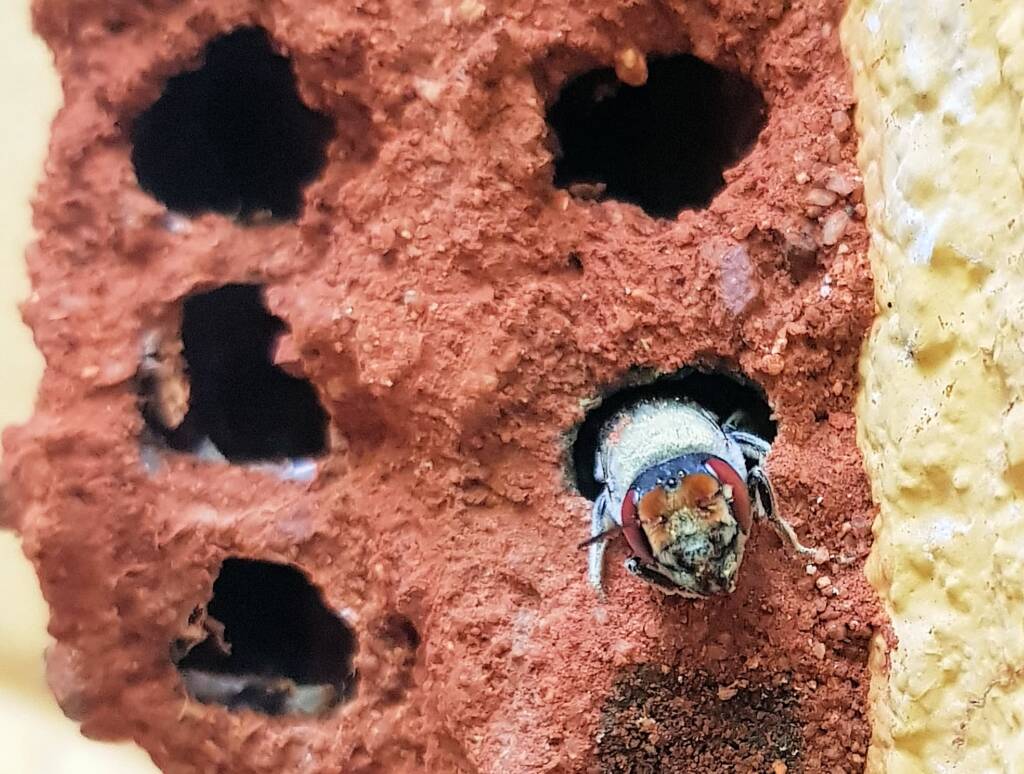 Red Eyes of the Golden-browed Resin Bee (Megachile aurifrons), Alice Springs, NT