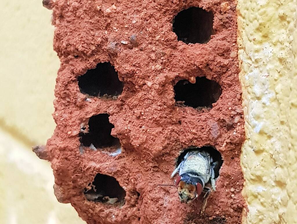 Red Eyes of the Golden-browed Resin Bee (Megachile aurifrons), Alice Springs, NT
