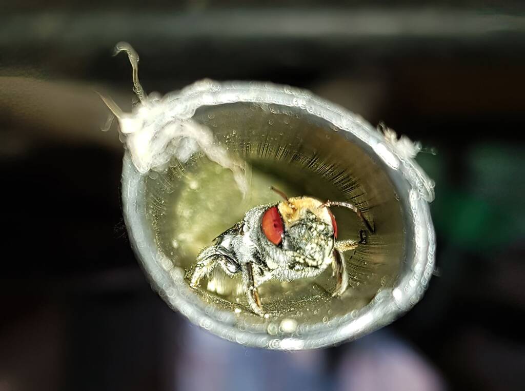 Golden-browed Resin Bee (Megachile aurifrons), nesting in plastic irrigation hose pipe, Alice Springs, NT