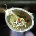 Golden-browed Resin Bee (Megachile aurifrons), nesting in plastic irrigation hose pipe, Alice Springs, NT