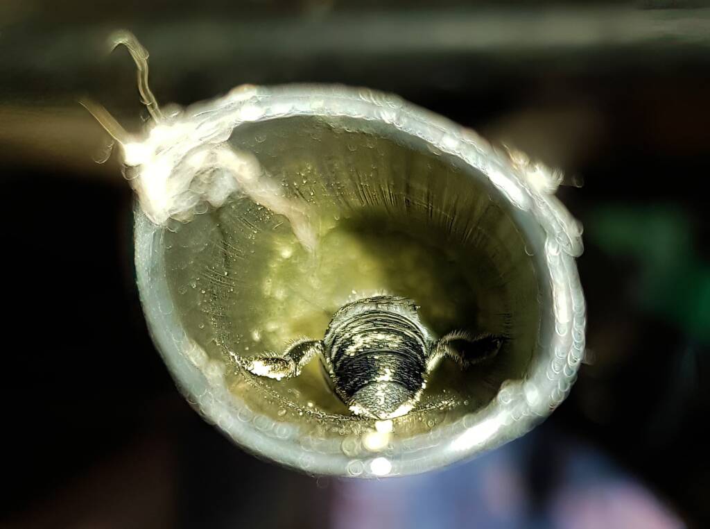 Golden-browed Resin Bee (Megachile aurifrons), nesting in plastic irrigation hose pipe, Alice Springs, NT