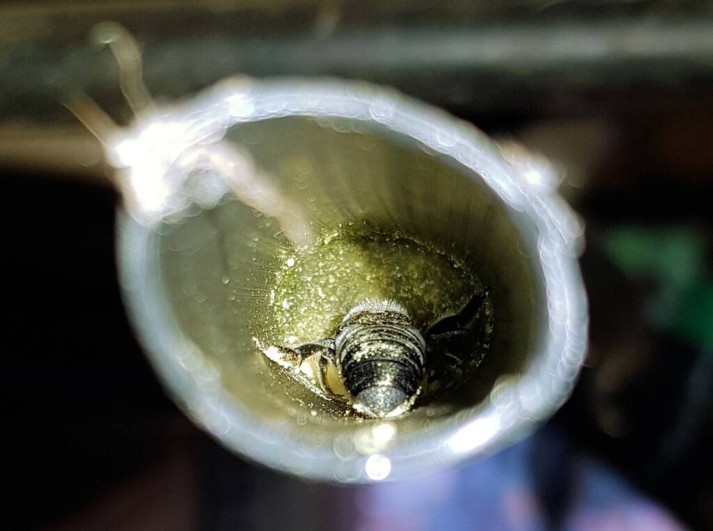 Golden-browed Resin Bee (Megachile aurifrons), nesting in plastic irrigation hose pipe, Alice Springs, NT