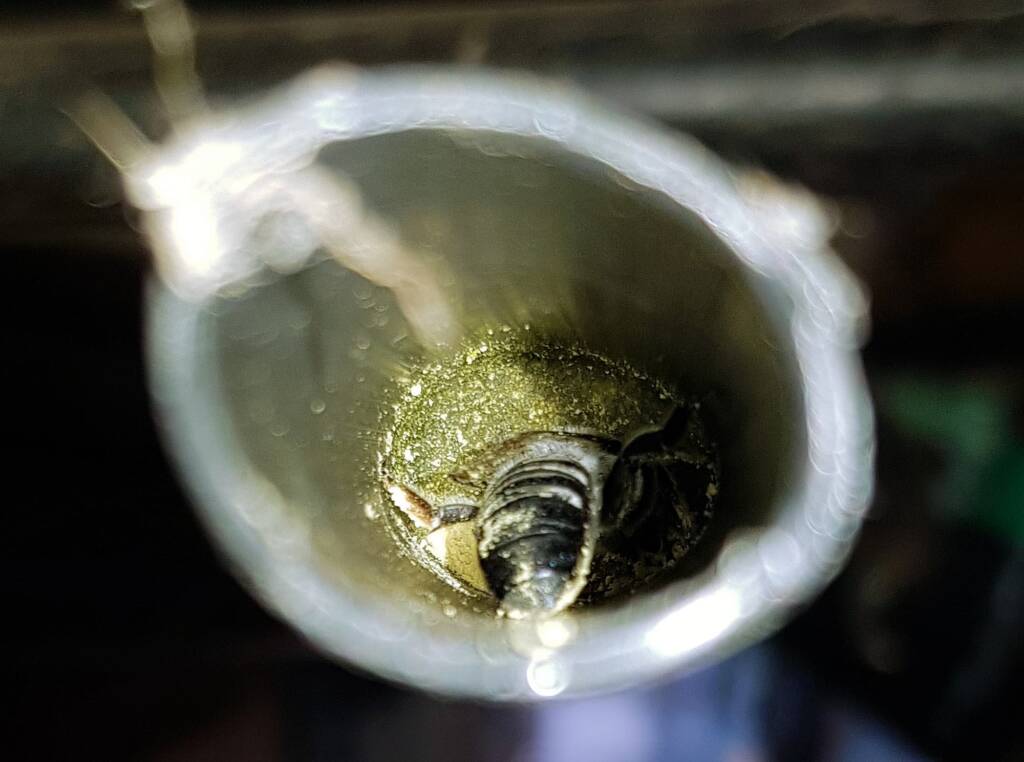 Golden-browed Resin Bee (Megachile aurifrons), nesting in plastic irrigation hose pipe, Alice Springs, NT