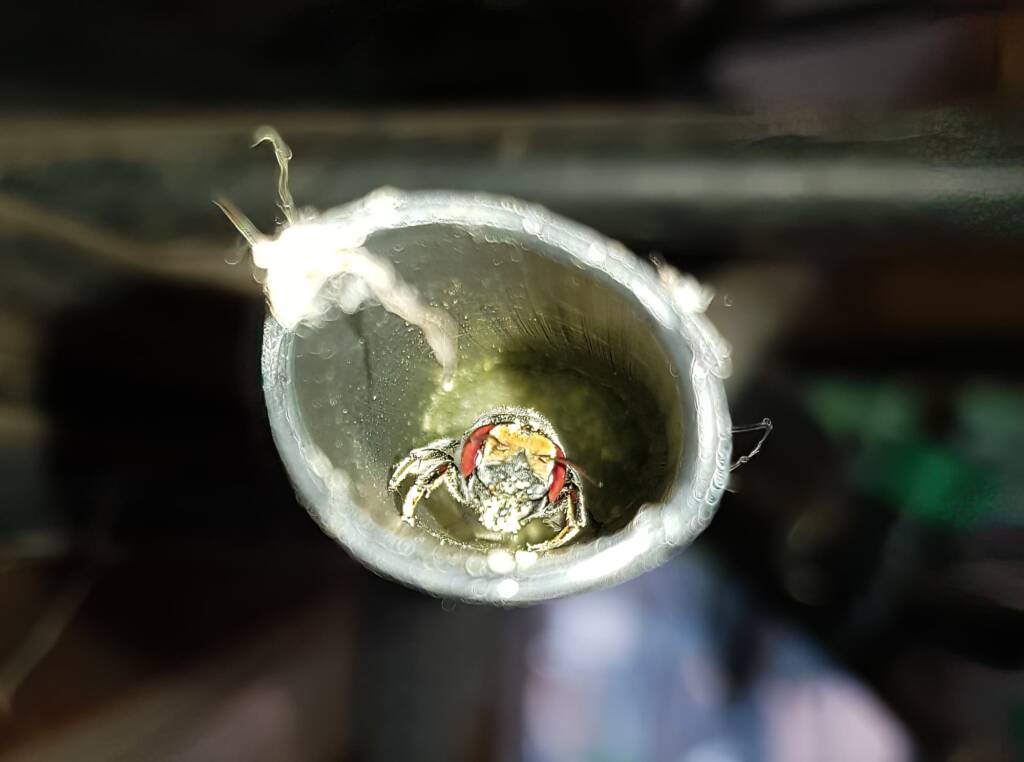 Golden-browed Resin Bee (Megachile aurifrons), nesting in plastic irrigation hose pipe, Alice Springs, NT