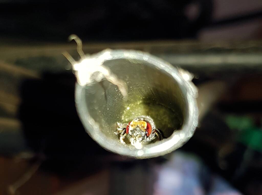 Golden-browed Resin Bee (Megachile aurifrons), nesting in plastic irrigation hose pipe, Alice Springs, NT