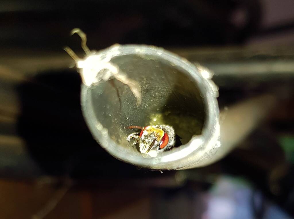 Golden-browed Resin Bee (Megachile aurifrons), nesting in plastic irrigation hose pipe, Alice Springs, NT