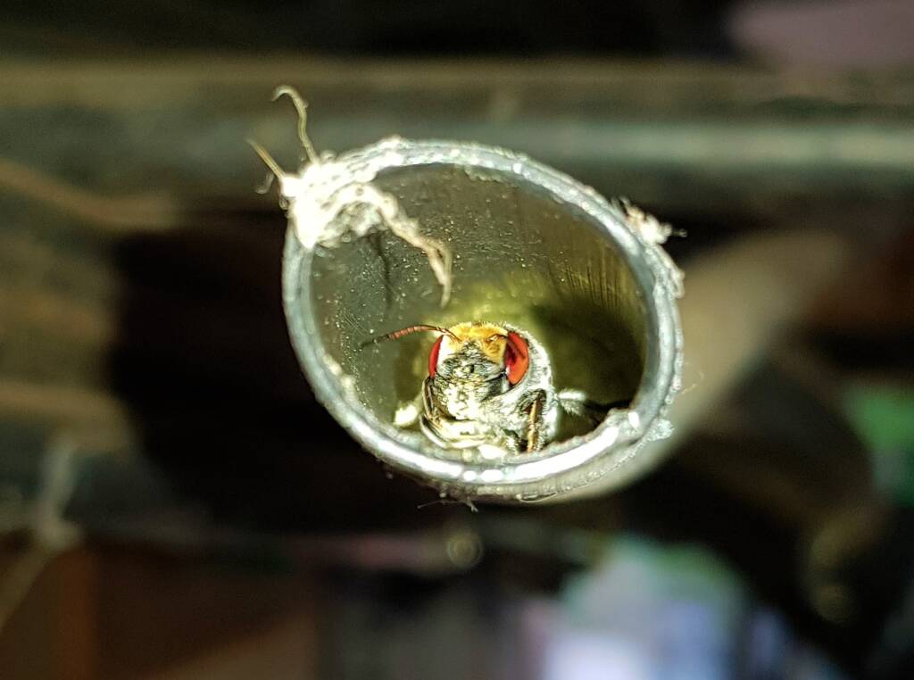 Golden-browed Resin Bee (Megachile aurifrons), nesting in plastic irrigation hose pipe, Alice Springs, NT
