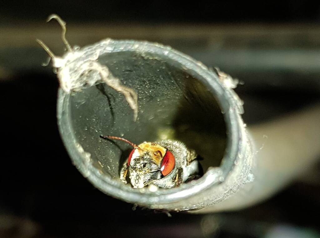Golden-browed Resin Bee (Megachile aurifrons), nesting in plastic irrigation hose pipe, Alice Springs, NT