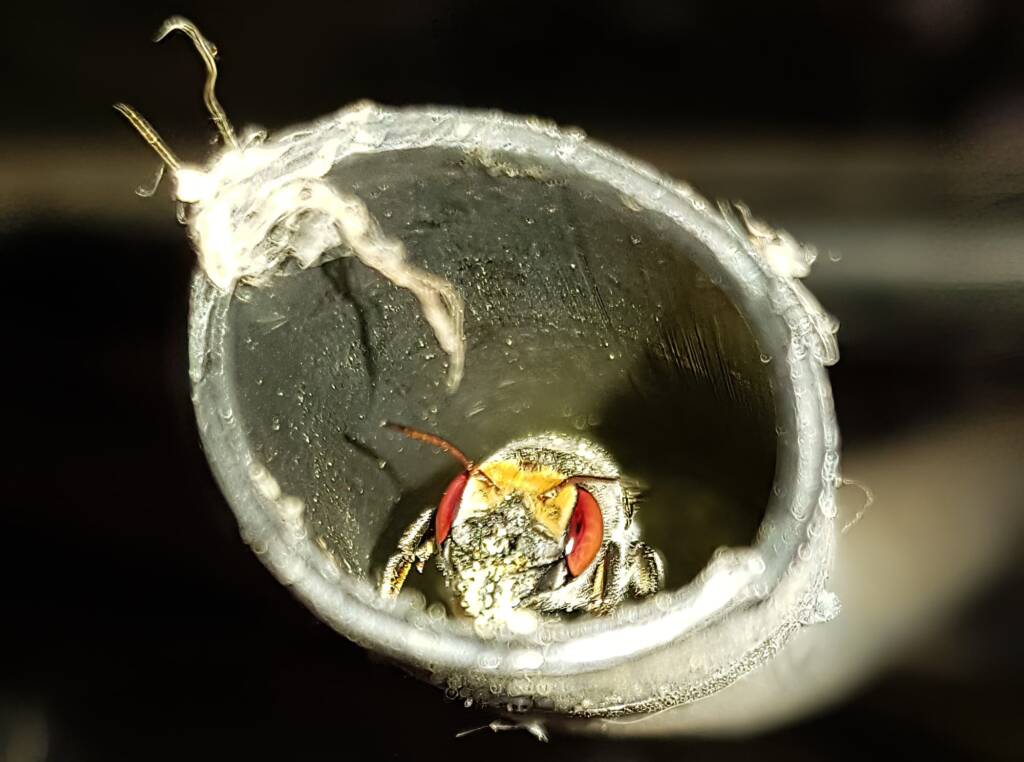 Golden-browed Resin Bee (Megachile aurifrons), nesting in plastic irrigation hose pipe, Alice Springs, NT