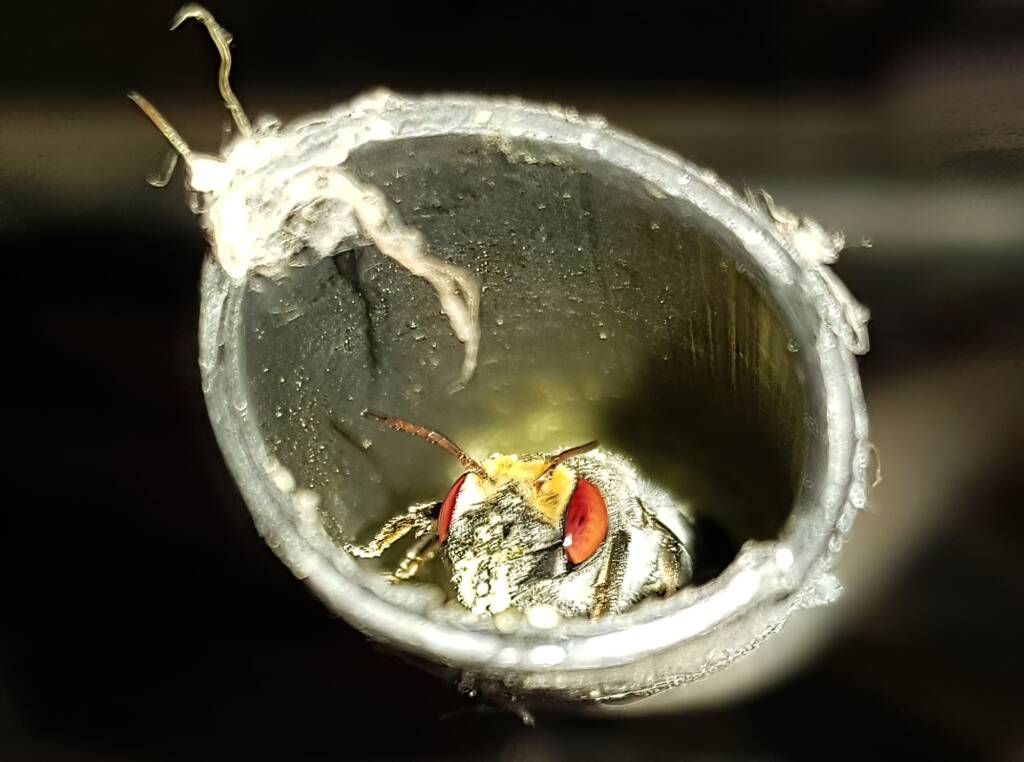 Golden-browed Resin Bee (Megachile aurifrons), nesting in plastic irrigation hose pipe, Alice Springs, NT