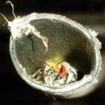 Golden-browed Resin Bee (Megachile aurifrons), nesting in plastic irrigation hose pipe, Alice Springs, NT