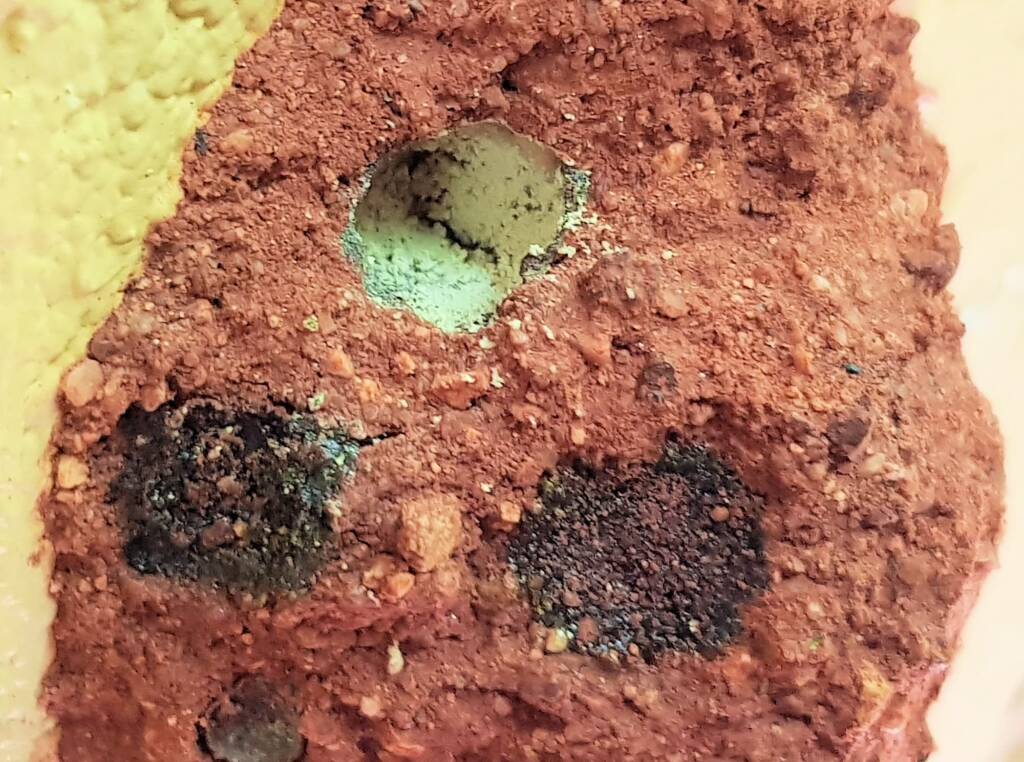 Pollen in the nest of the Golden-browed Resin Bee (Megachile aurifrons), Alice Springs, NT