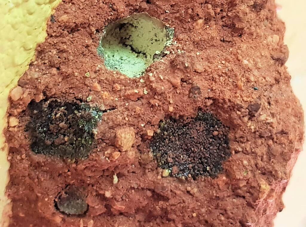 Pollen in the nest of the Golden-browed Resin Bee (Megachile aurifrons), Alice Springs, NT