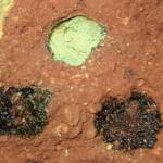 Pollen in the nest of the Golden-browed Resin Bee (Megachile aurifrons), Alice Springs, NT