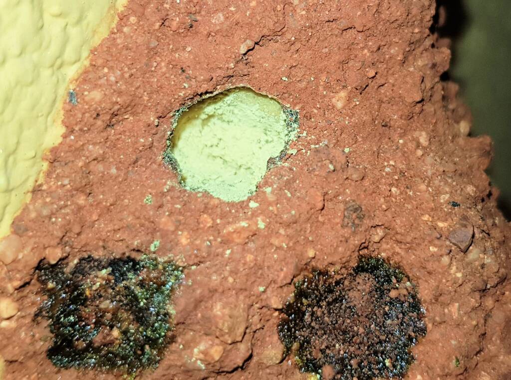 Pollen in the nest of the Golden-browed Resin Bee (Megachile aurifrons), Alice Springs, NT