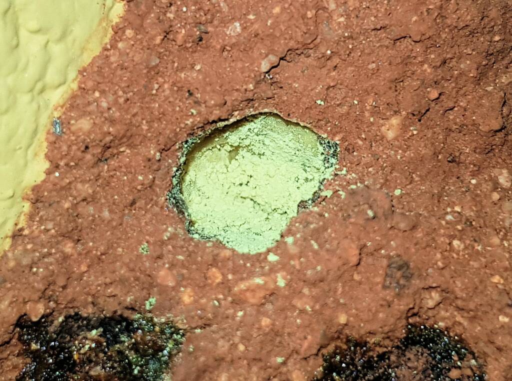 Pollen in the nest of the Golden-browed Resin Bee (Megachile aurifrons), Alice Springs, NT