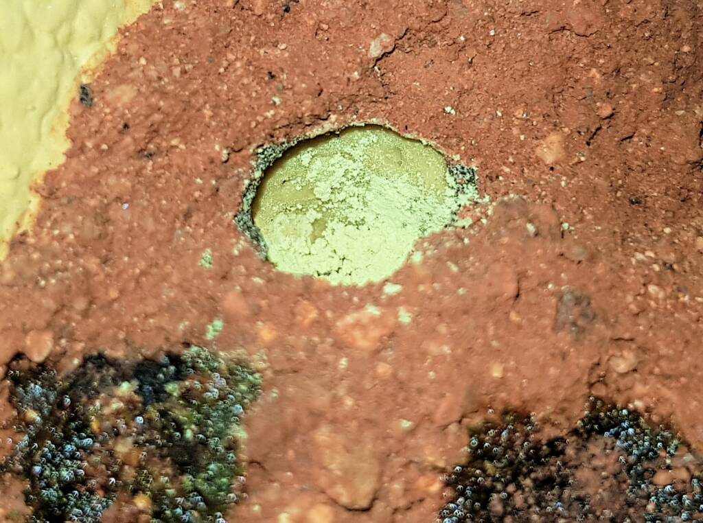 Pollen in the nest of the Golden-browed Resin Bee (Megachile aurifrons), Alice Springs, NT