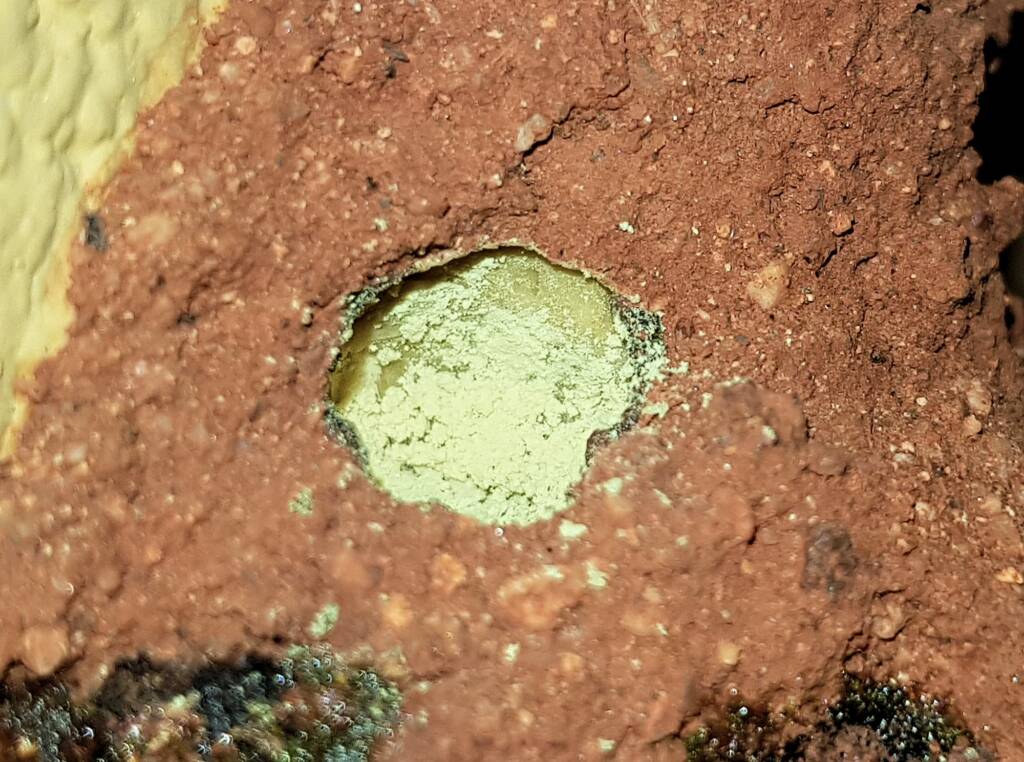 Pollen in the nest of the Golden-browed Resin Bee (Megachile aurifrons), Alice Springs, NT