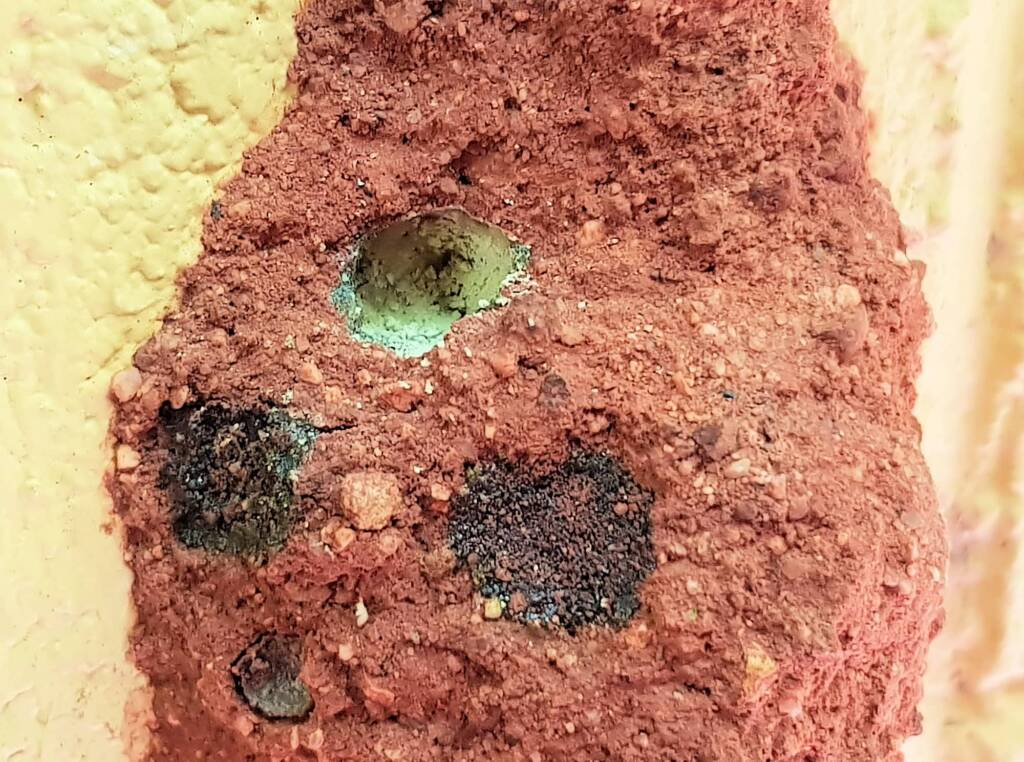 Pollen in the nest of the Golden-browed Resin Bee (Megachile aurifrons), Alice Springs, NT