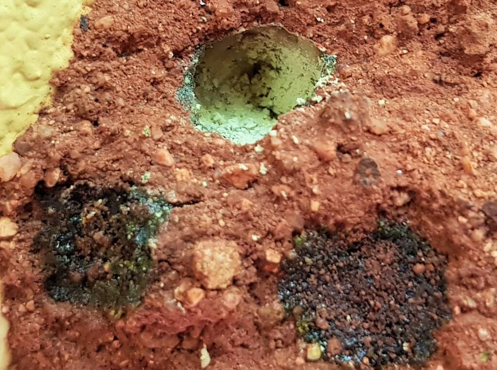 Pollen in the nest of the Golden-browed Resin Bee (Megachile aurifrons), Alice Springs, NT