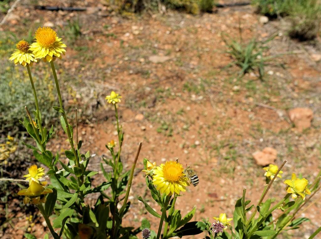 Golden Everlasting (Xerochrysum bracteatum), Alice Springs Desert Park, NT