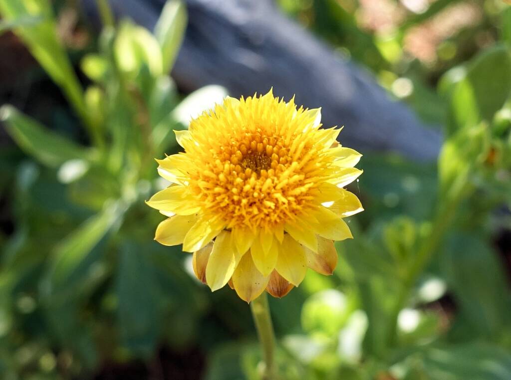 Golden Everlasting (Xerochrysum bracteatum), Alice Springs Desert Park, NT