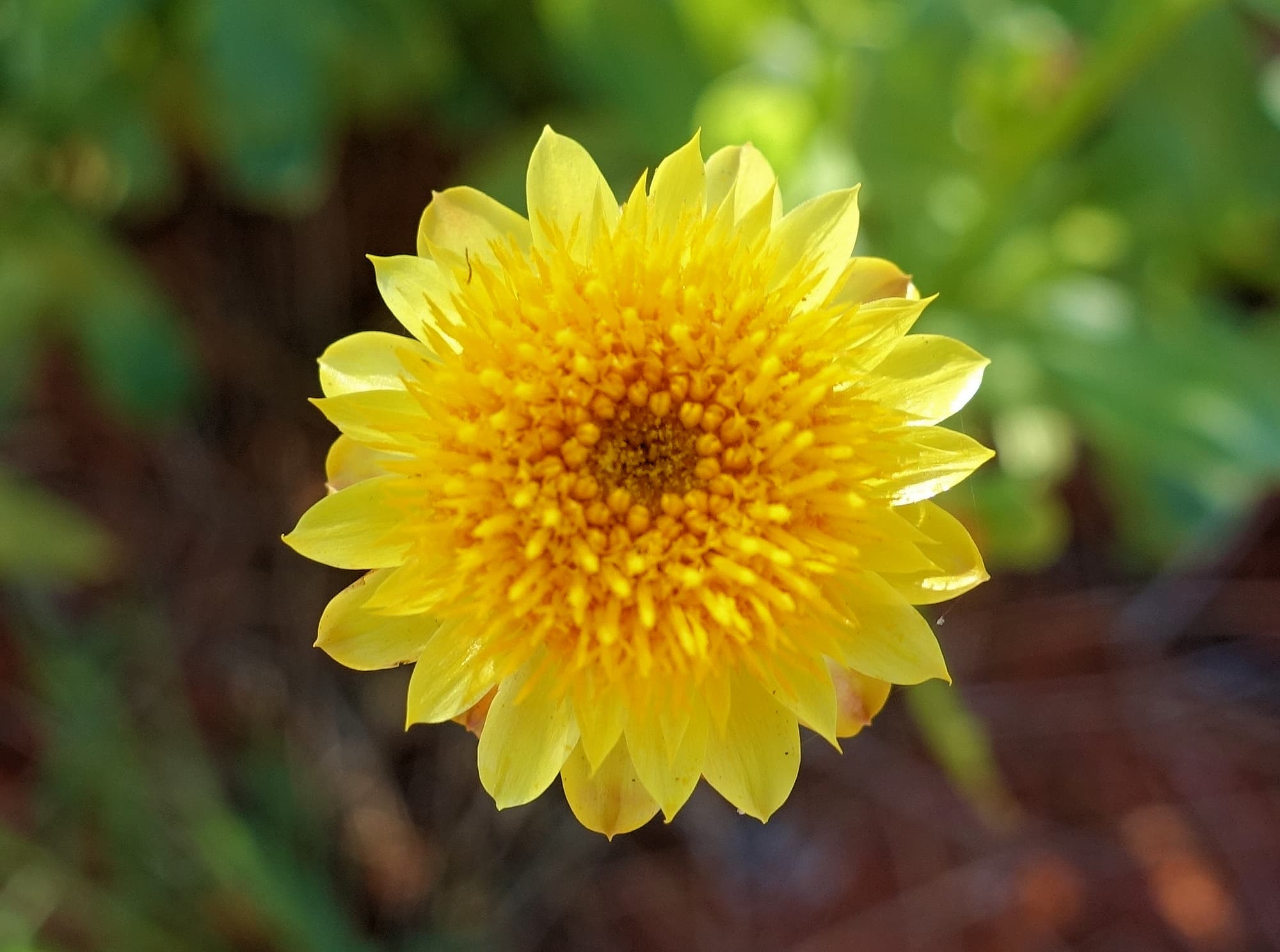 Golden Everlasting (Xerochrysum bracteatum), Alice Springs Desert Park, NT
