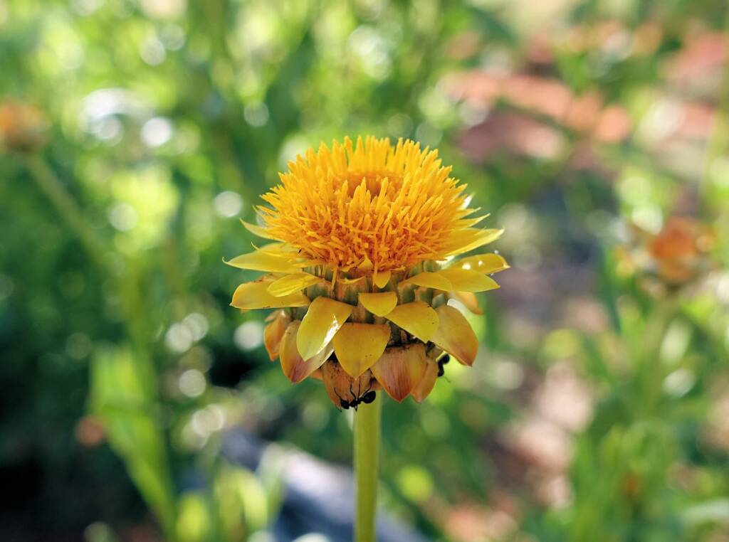 Golden Everlasting (Xerochrysum bracteatum), Alice Springs Desert Park, NT