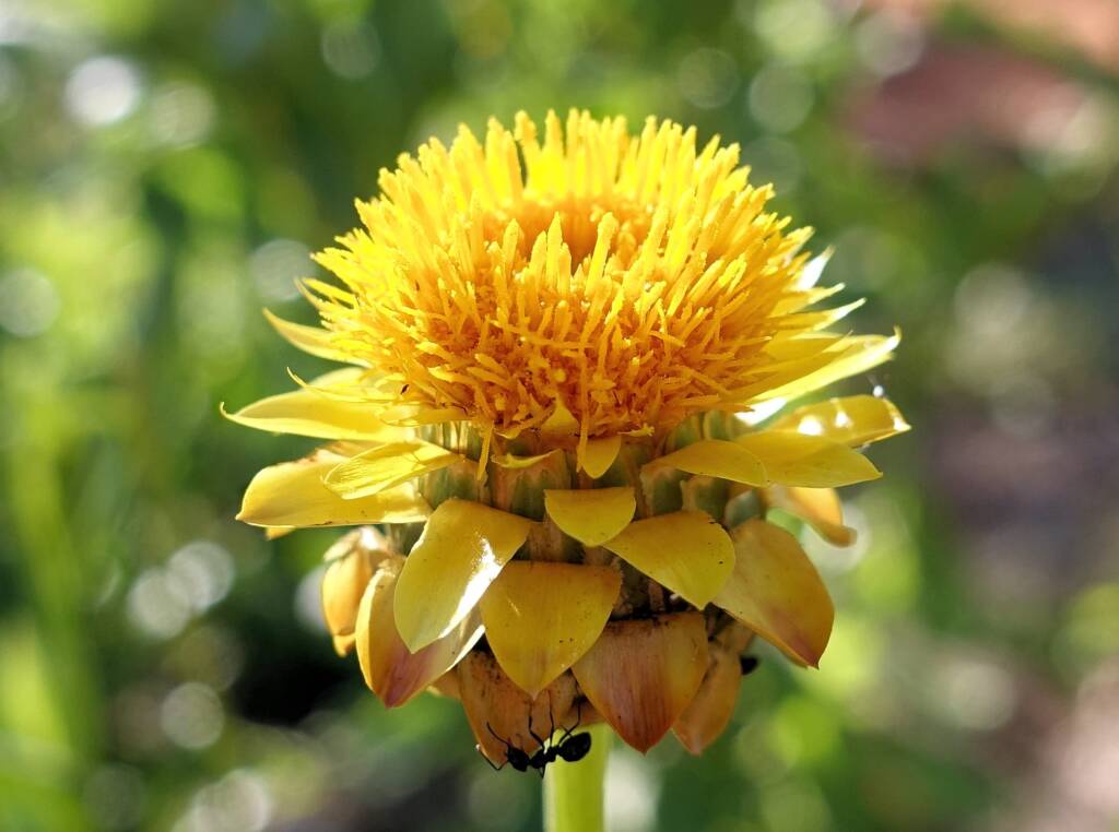 Golden Everlasting (Xerochrysum bracteatum), Alice Springs Desert Park, NT