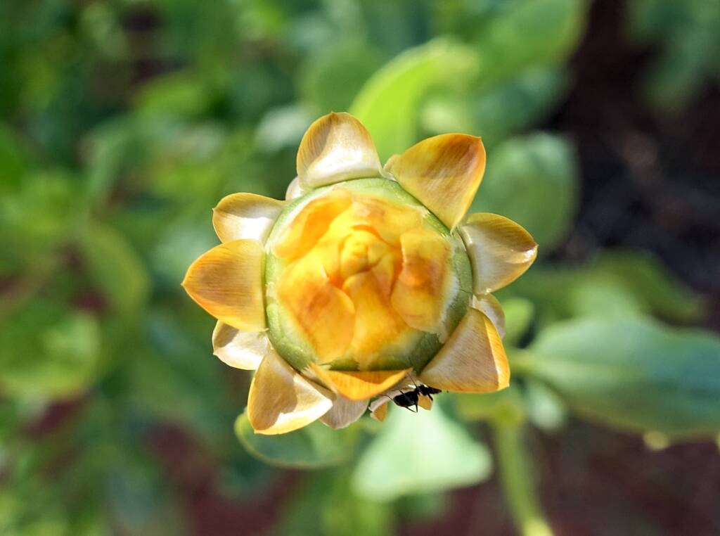 Golden Everlasting (Xerochrysum bracteatum), Alice Springs Desert Park, NT