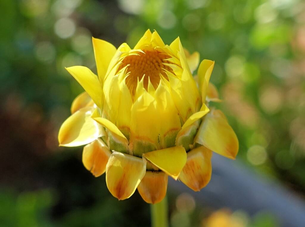 Golden Everlasting (Xerochrysum bracteatum), Alice Springs Desert Park, NT