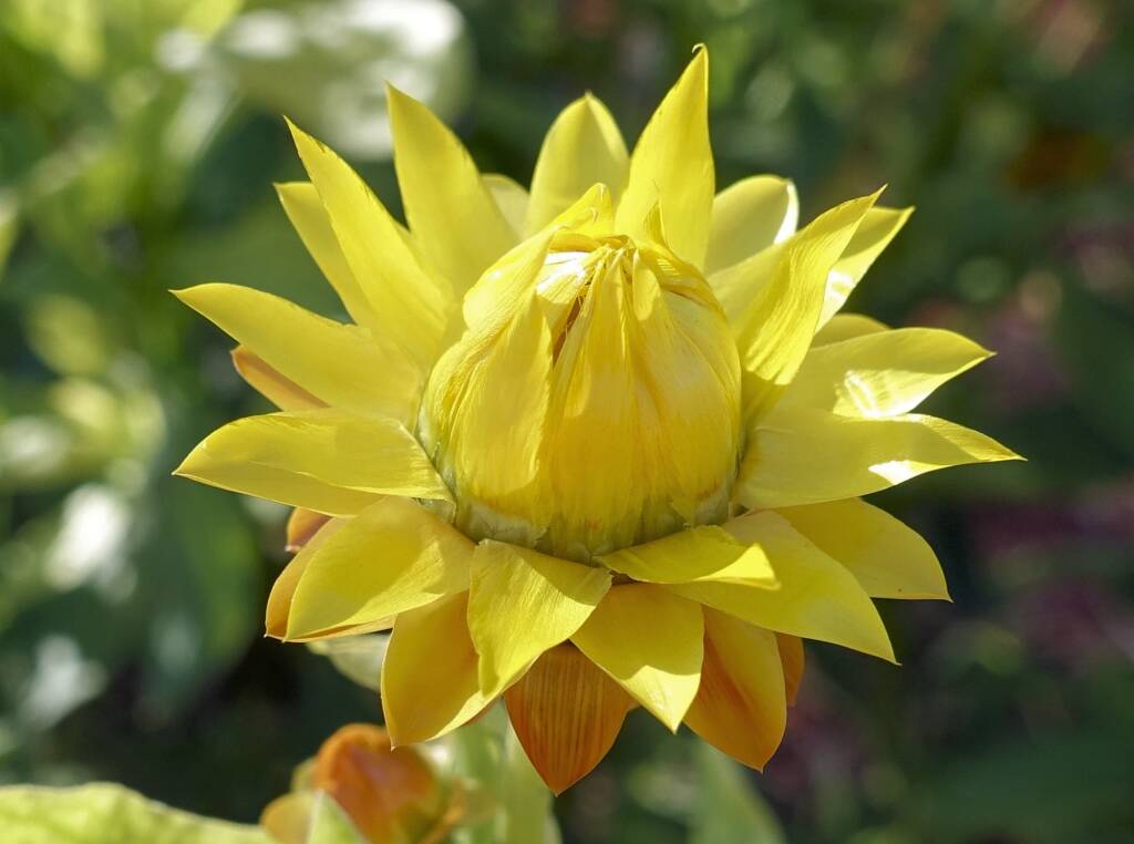 Golden Everlasting (Xerochrysum bracteatum), Alice Springs Desert Park, NT