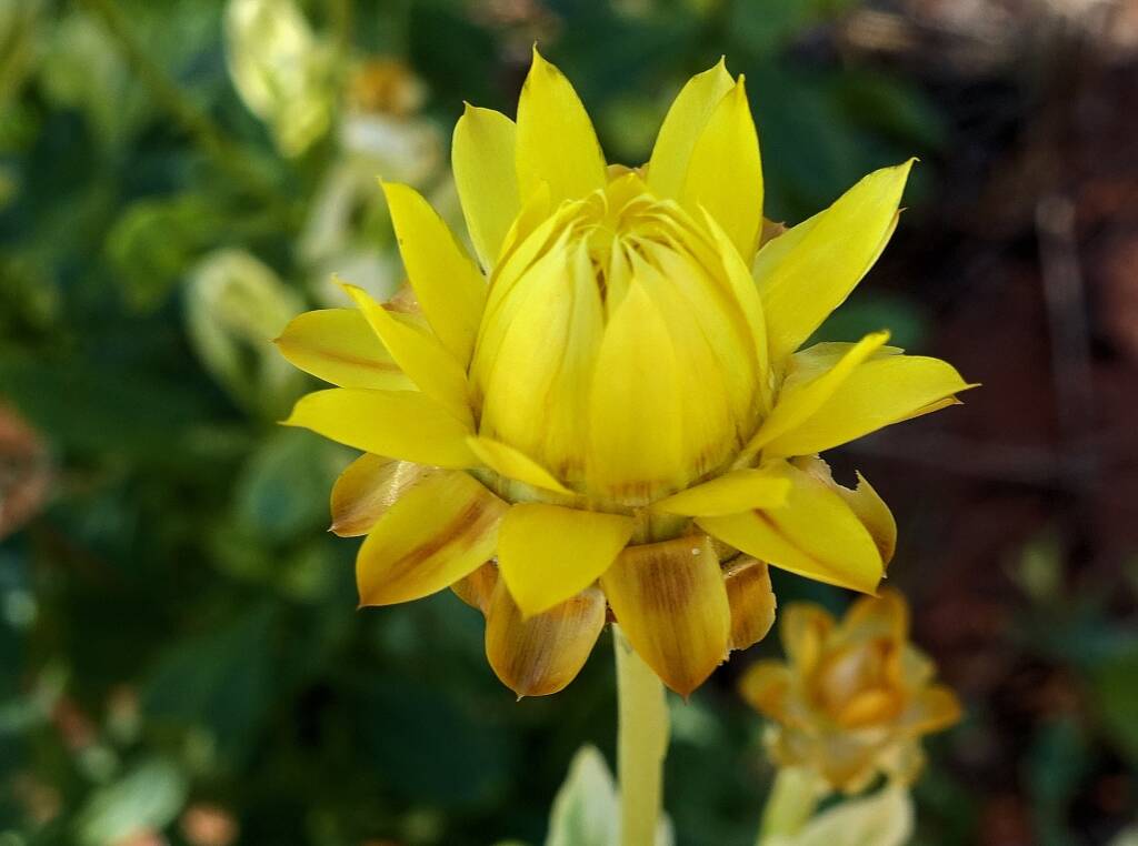 Golden Everlasting (Xerochrysum bracteatum), Alice Springs Desert Park, NT
