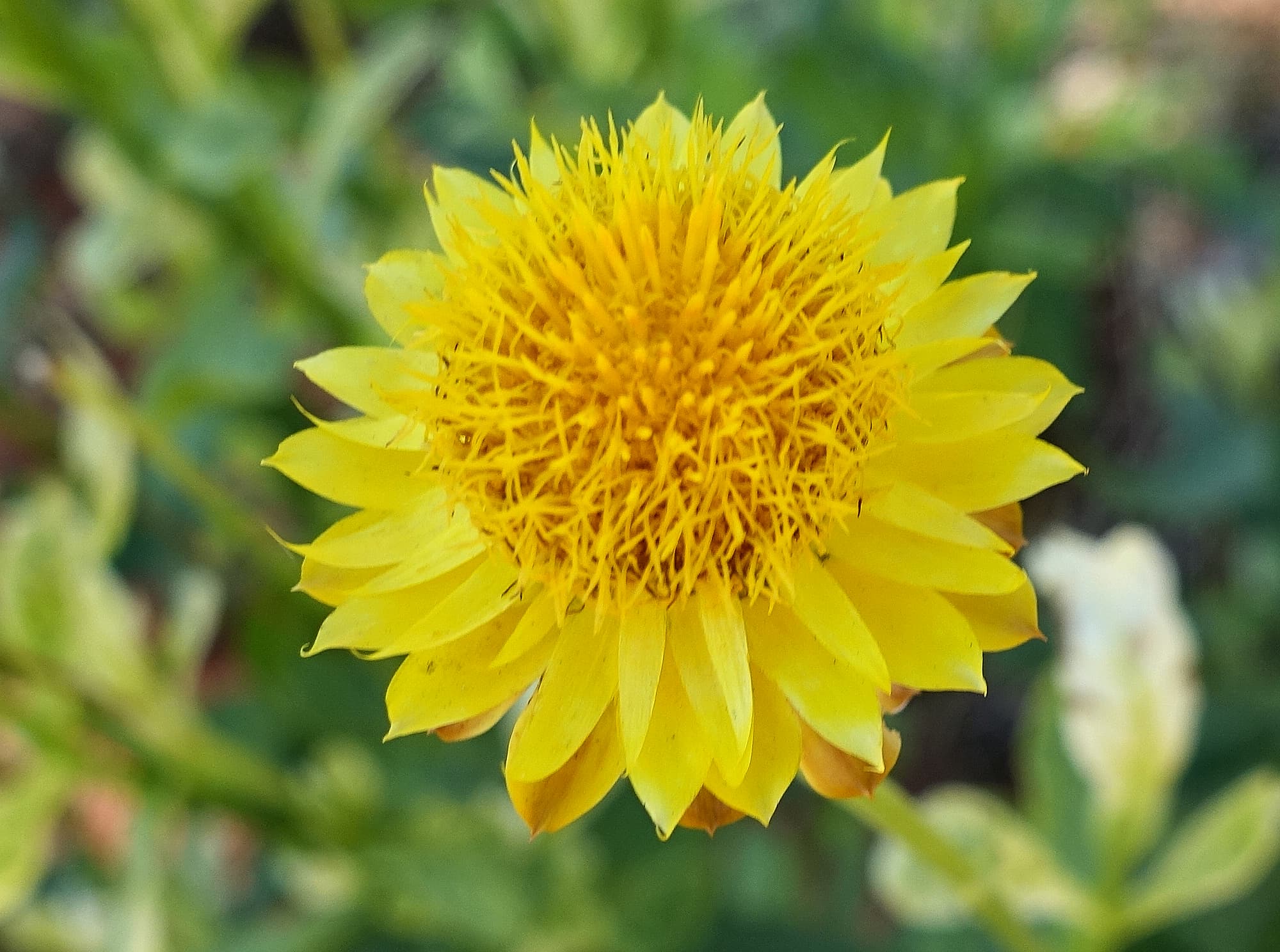 Golden Everlasting (Xerochrysum bracteatum), Alice Springs Desert Park, NT
