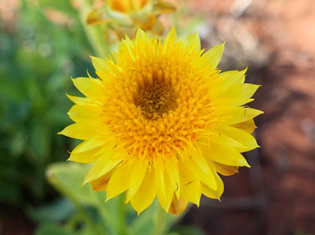 Golden Everlasting (Xerochrysum bracteatum), Alice Springs Desert Park, NT