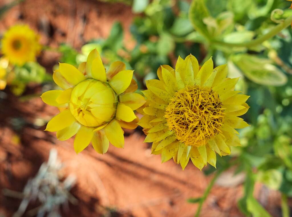 Golden Everlasting (Xerochrysum bracteatum), Alice Springs Desert Park, NT