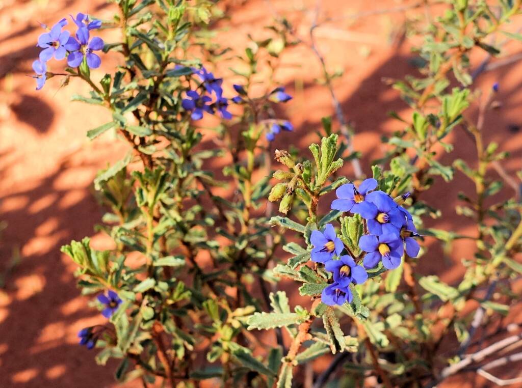 Rough Halgania (Halgania cyanea), Alice Springs Desert Park, NT