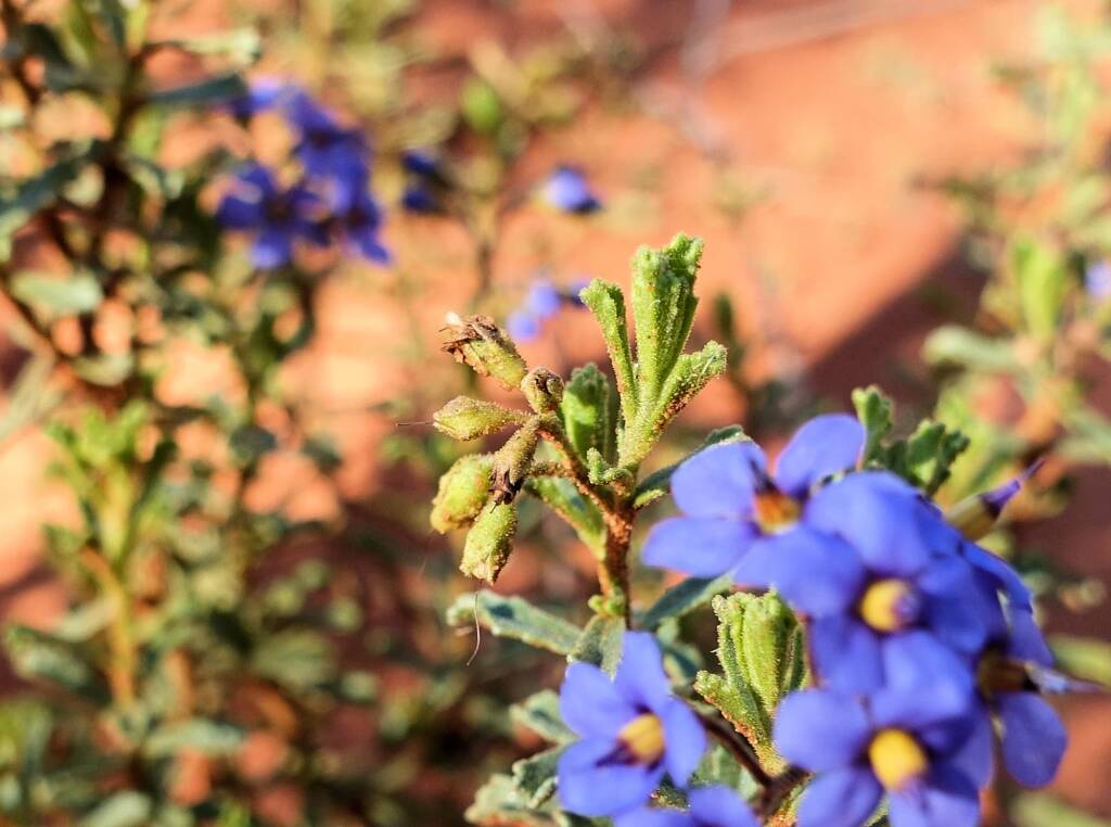 Rough Halgania (Halgania cyanea), Alice Springs Desert Park, NT