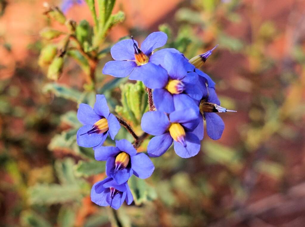 Rough Halgania (Halgania cyanea), Alice Springs Desert Park, NT