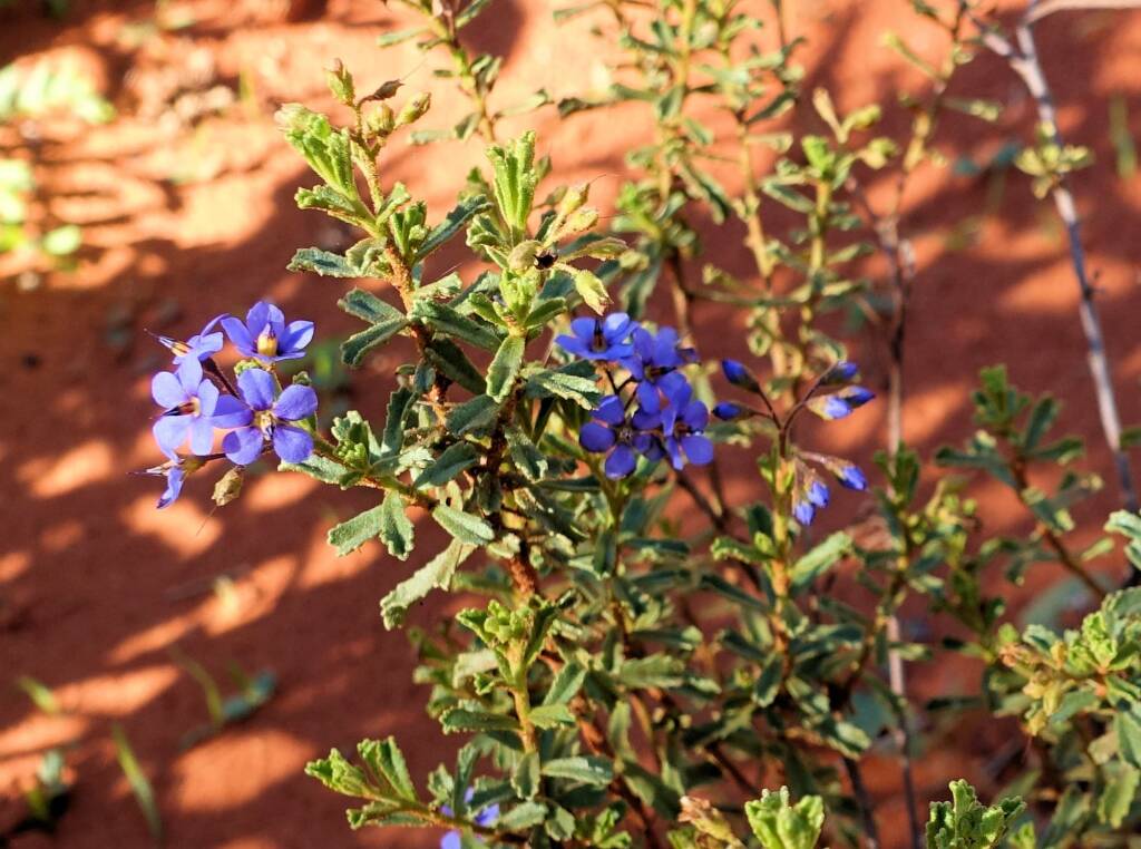 Rough Halgania (Halgania cyanea), Alice Springs Desert Park, NT