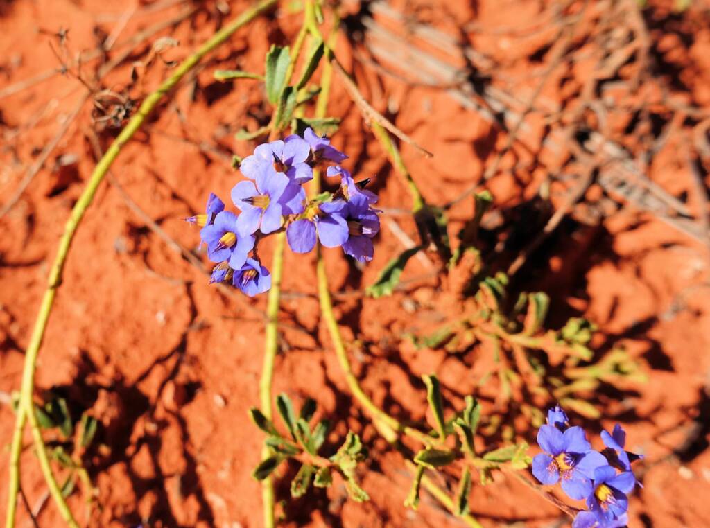 Rough Halgania (Halgania cyanea), Alice Springs Desert Park, NT