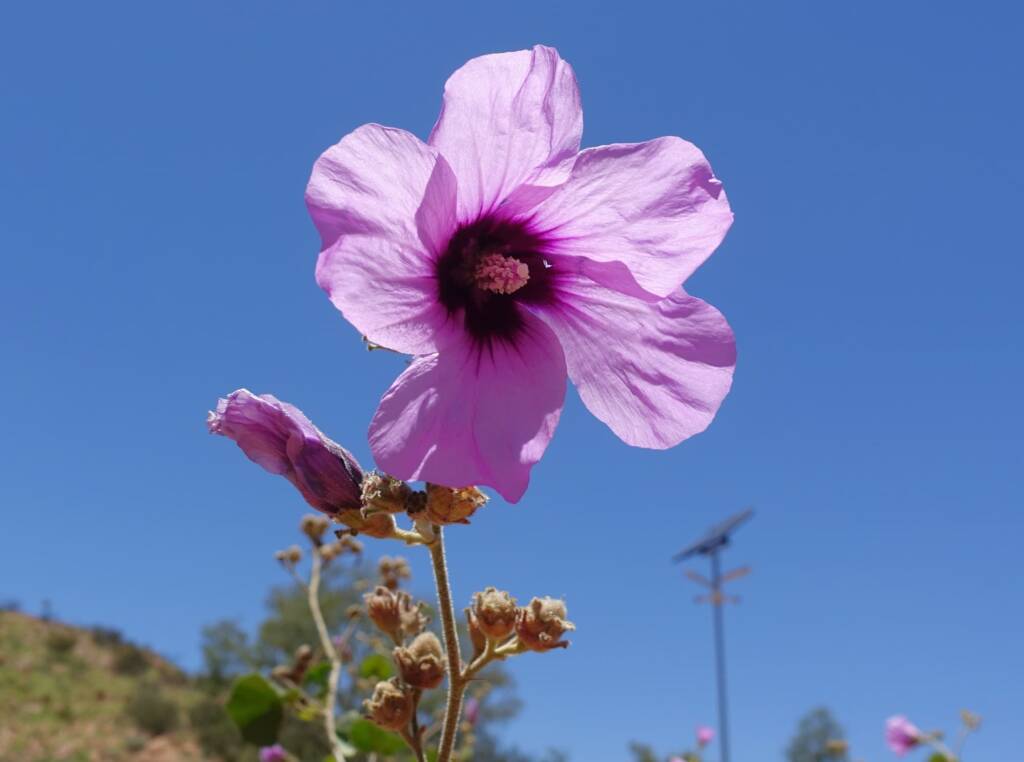Bush Hibiscus (Radyera farragei)
