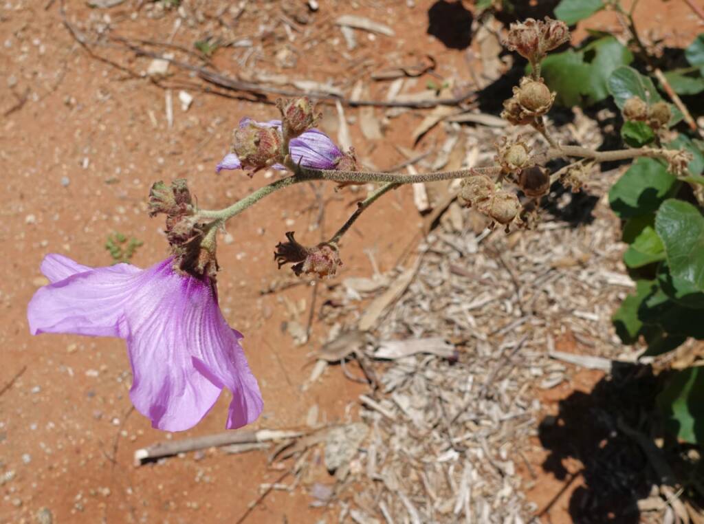 Bush Hibiscus (Radyera farragei)