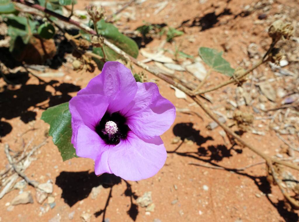 Bush Hibiscus (Radyera farragei)