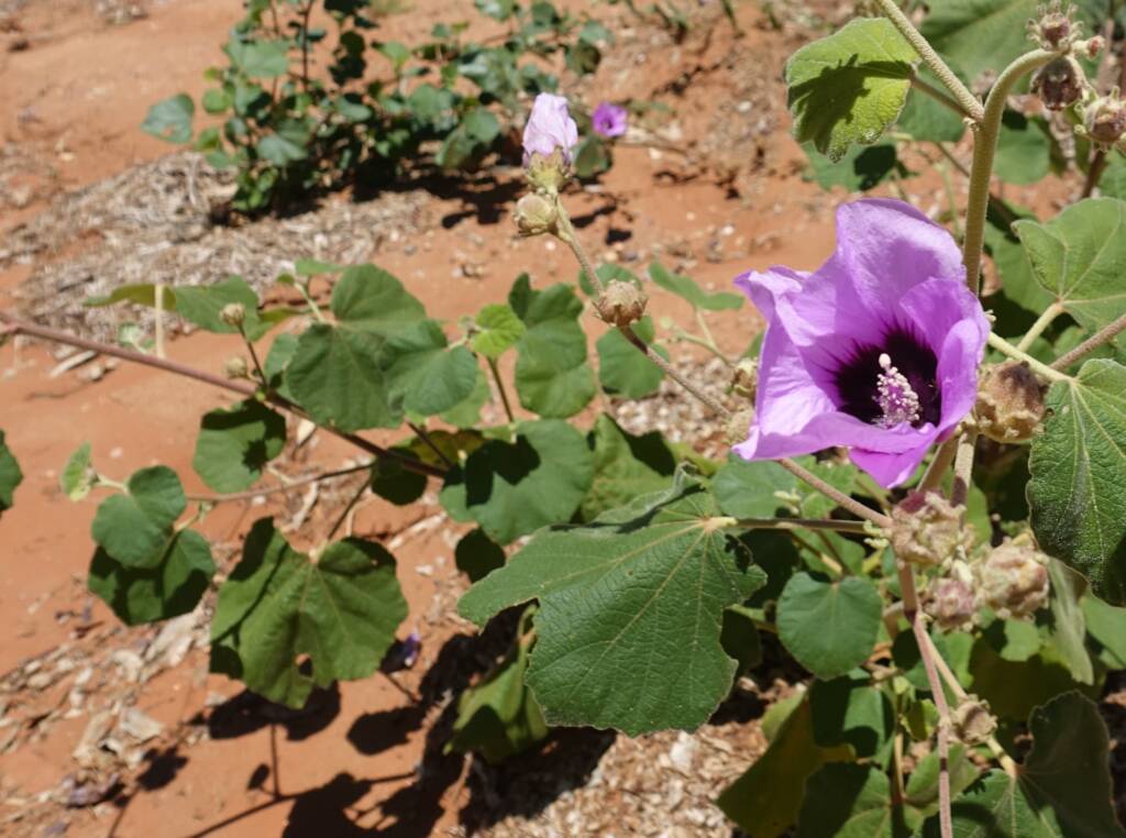 Bush Hibiscus (Radyera farragei)